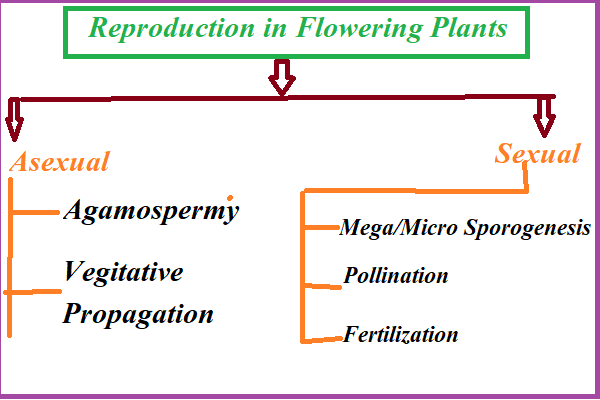 Reproduction in Flowering plants