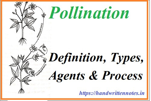 Pollination: Definition, Types, Agents & Process
