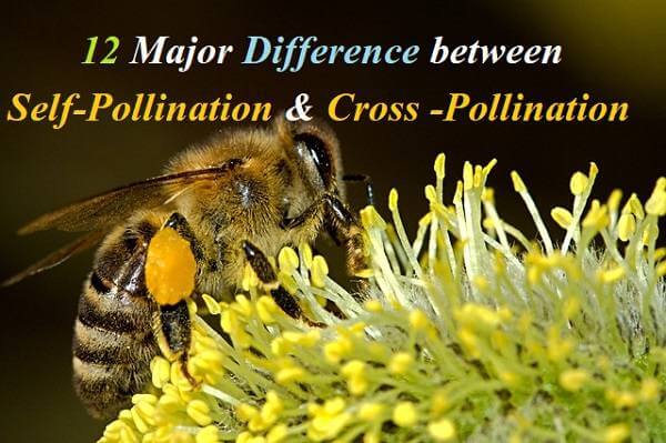 12 Major Difference between Self-Pollination and Cross-Pollination