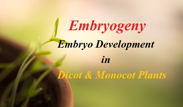 Embryo Development in Plants
