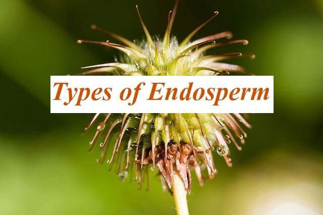 Types of Endosperm