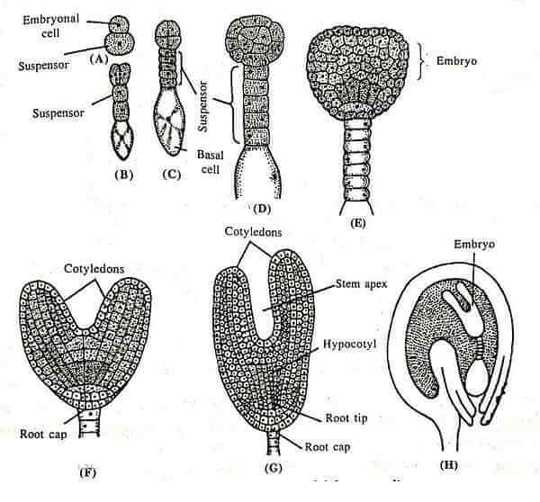 Embryo Development in Dicotyledons Plants