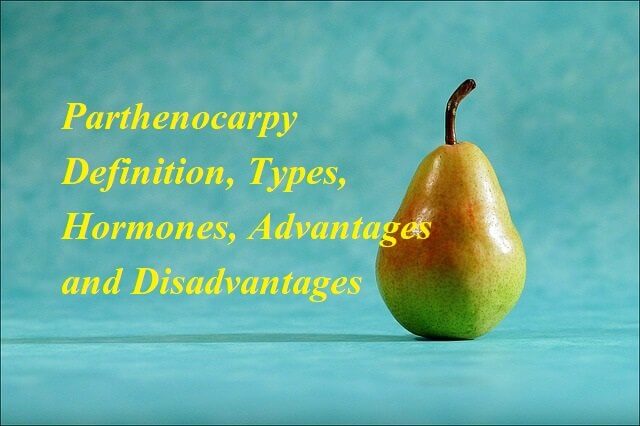 Parthenocarpy: Definition, Types, Hormones, Advantages and Disadvantages