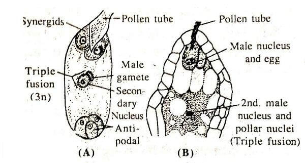 plant fertilization diagram