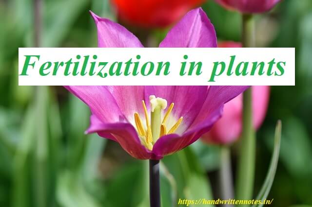Fertilization in plants