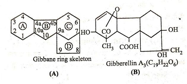 Gibberelline 1 1