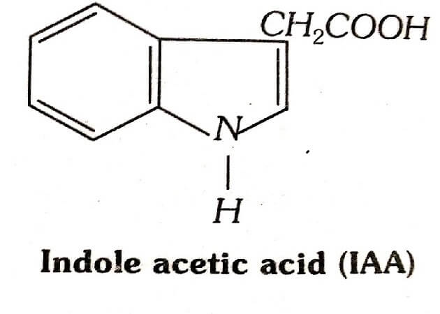 Natural Auxins: Indole 3 Acetic Acid