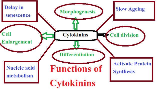 Cytokinins: Overview, Discovery, Types, Bioassay, Cytokinins Functions