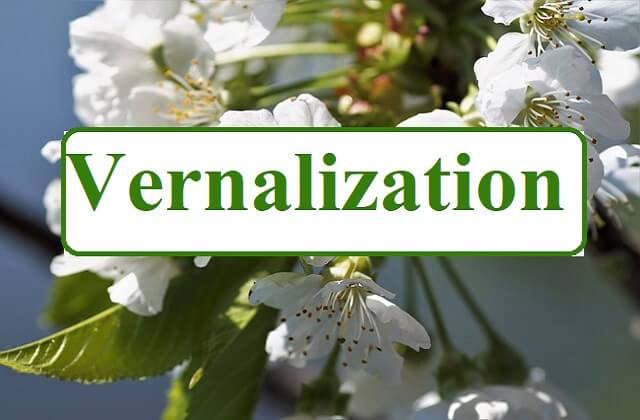 Vernalization: Site, Requirement, Process and Importance of Vernalizaion