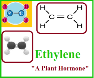 Ethylene: Overview, Discovery, Types of Ethylene, Bioassay & Functions