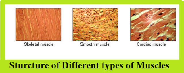 types of muscle cells