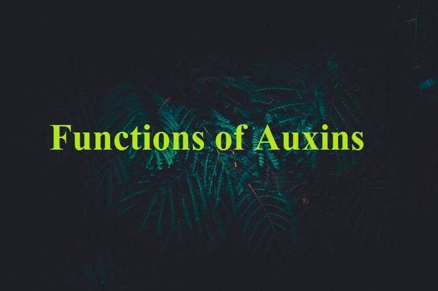 Functions of Auxins