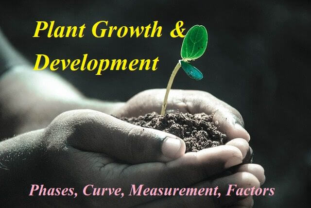 Plant Growth and Development: Phases, Curve, Measurement, Factors