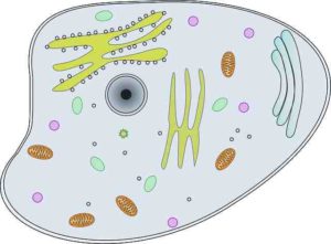 The Cell: History, Types, Structure, Organelles, Functions