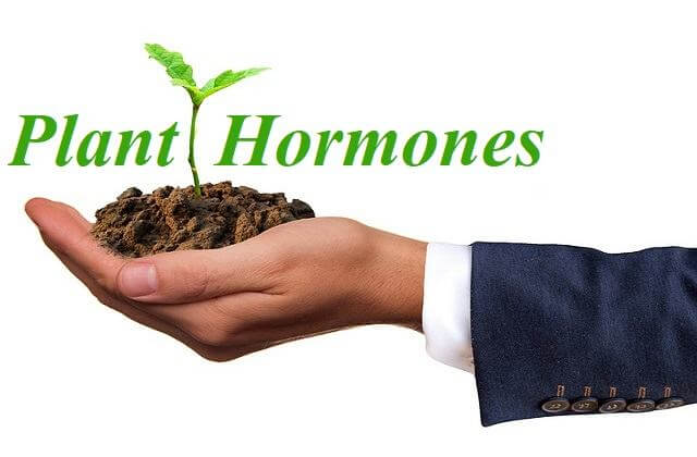 Plant Hormones: Growth Regulators - Promoters and Inhibitors in Details