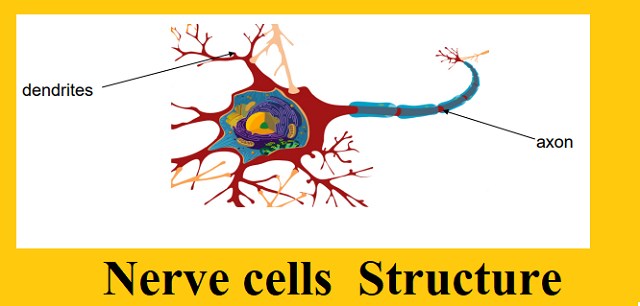 NERVE CELLS Structure
