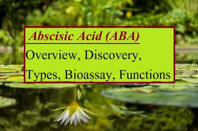 Abscisic Acid (ABA): Overview, Discovery, Types, Bioassay, Functions