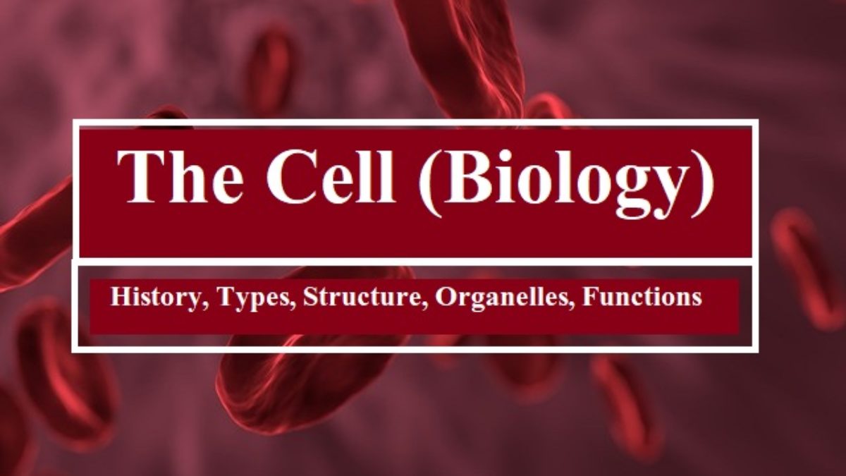 The Cell Biology History Types Structure Organelles Functions