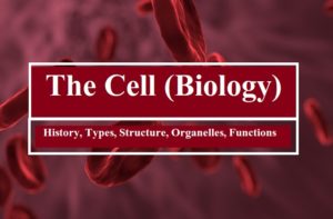 The Cell: History, Types, Structure, Organelles, Functions