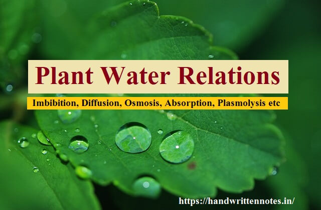 Plant Water Relations: Imbibition, Diffusion, Osmosis, Absorption, Plasmolysis etc