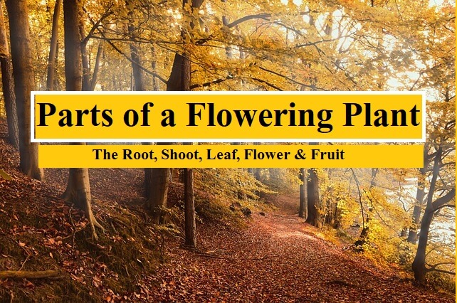 Parts of a Flowering Plant: The Root, Shoot, Leaf, Flower & Fruit