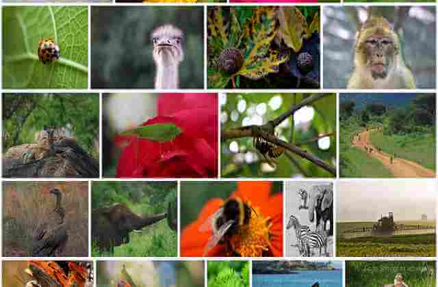 Biodiversity: Definition, Types, Benefits, Threats, Conservation and More