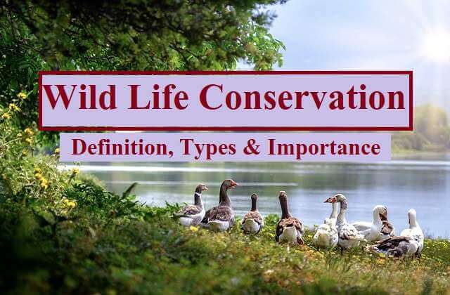 Wild Life Conservation: Definition, Types & Importance | HandwrittenNotes