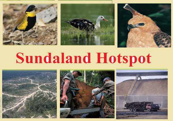 Hotspot in India Sundaland