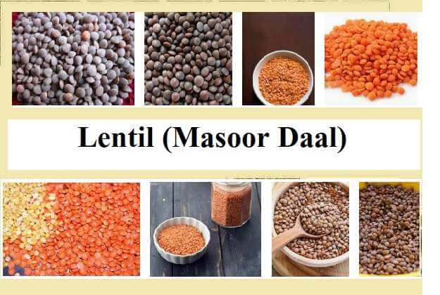 Botanical Name of Important Legumes  Common, Scientific & Hindi Name: Masoor Daal