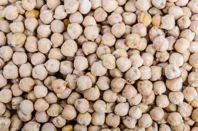 Botanical Name of Important Legumes: Chick Pea