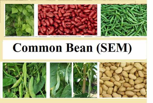 Common Bean scientific name