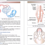 Human Anatomy pdf
