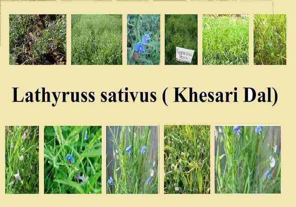 Scientific Name of Khesari Dal