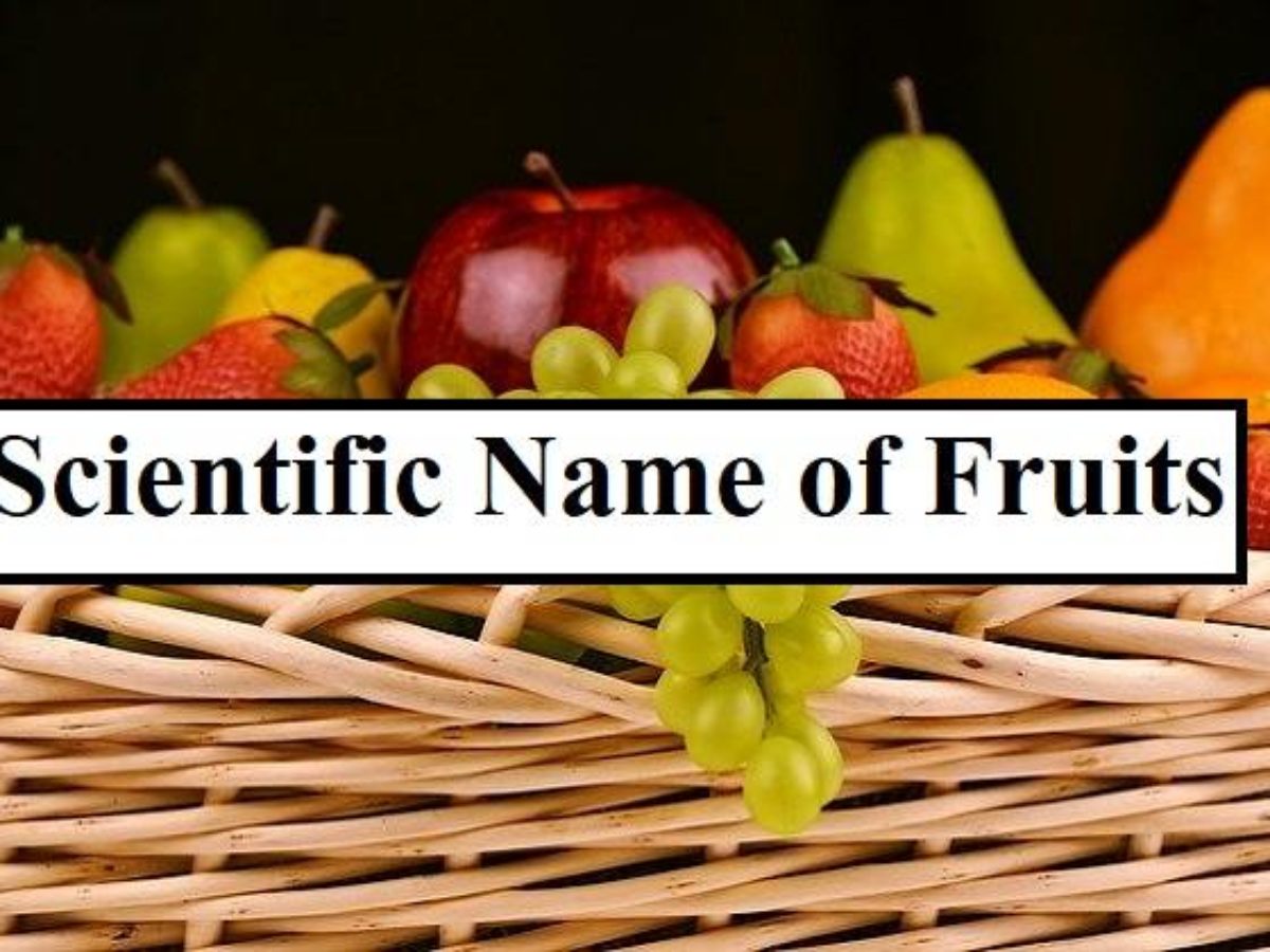 List] Scientific Name of Fruits: Botanical names, common names