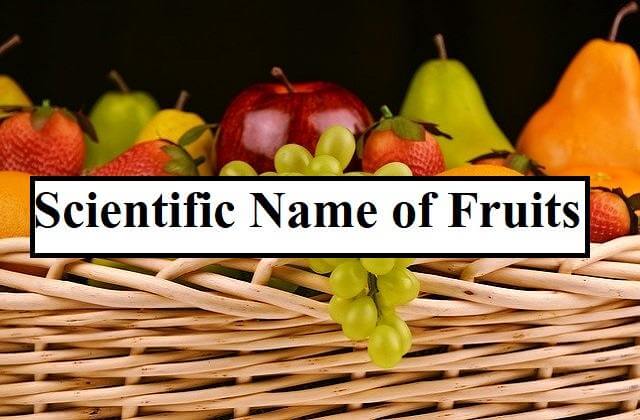 [List] Scientific Name of Fruits Botanical names of important fruits