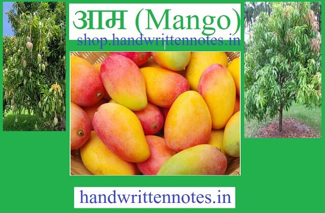 आम खाने के फायदे | Benefits of Mango Fruit
