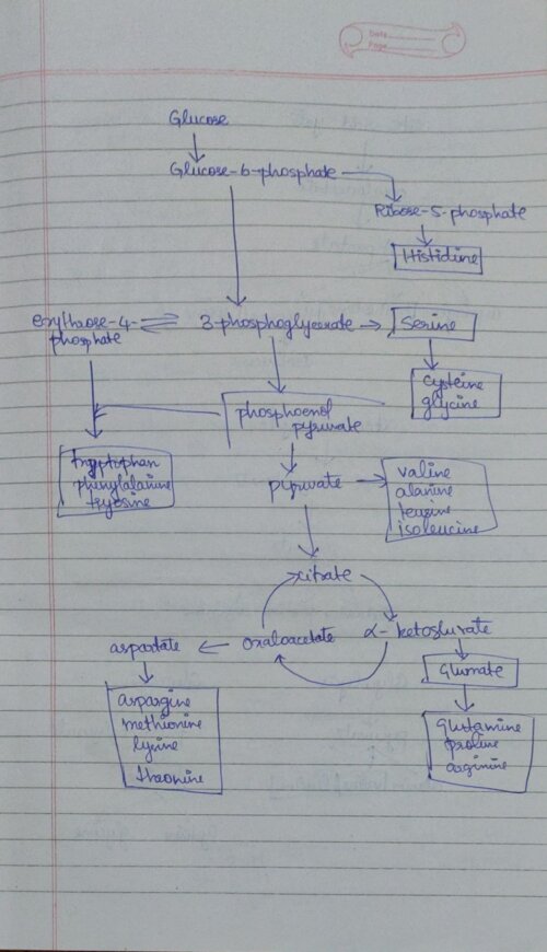 Biosynthesis Pathways Handwritten Notes PDF