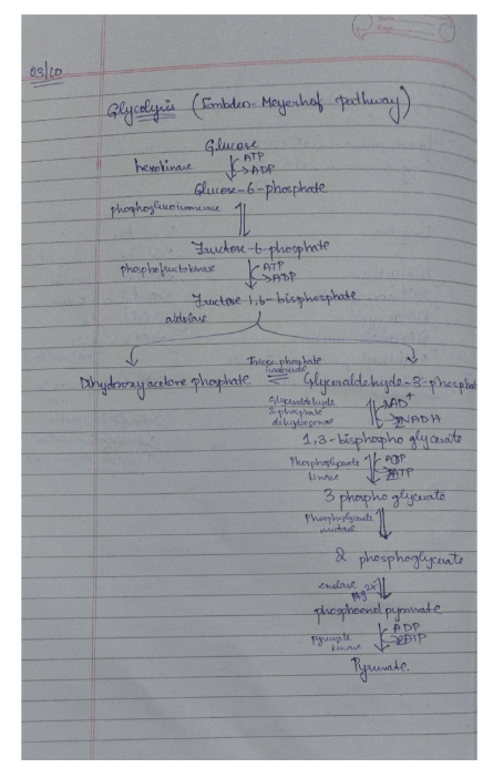Biochemistry Pathways Handwritten Notes PDF