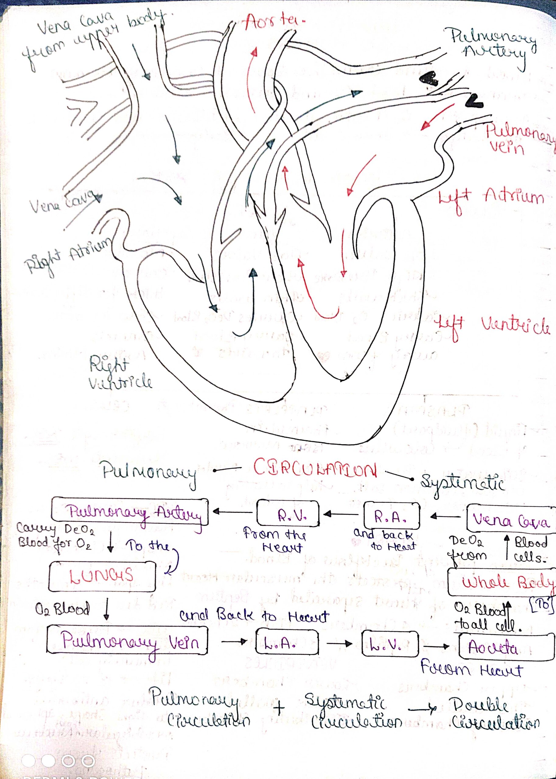 Complete Science Class 10 Notes With All Chapters in English for NCERT/CBSE/Boards